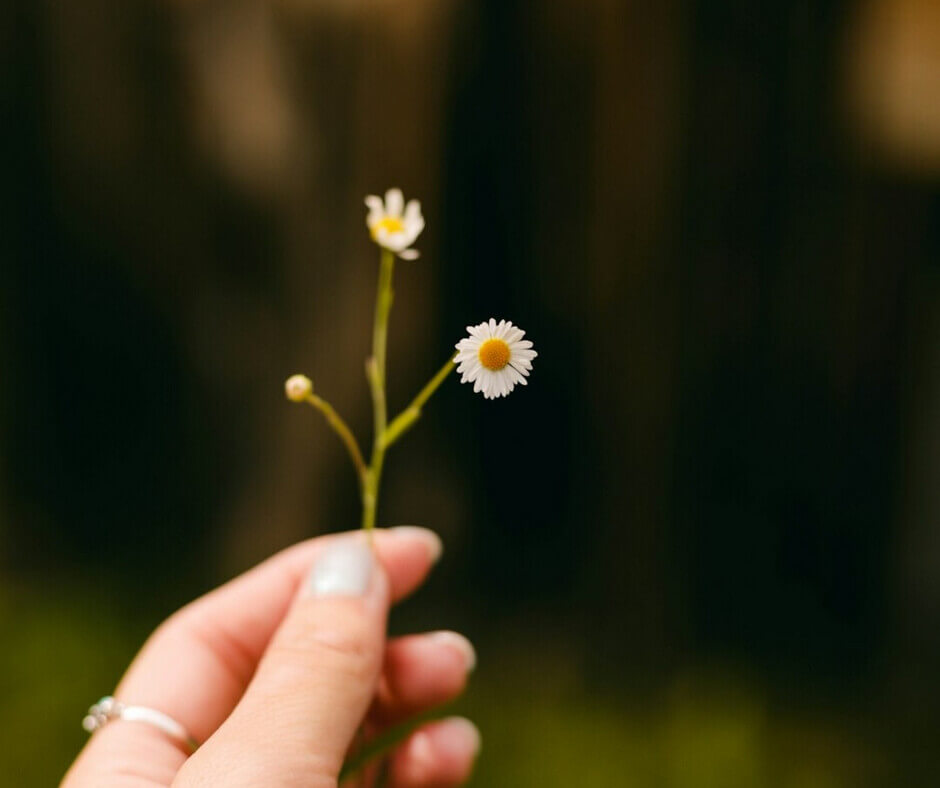 A person gently holds a small daisy in their hand, showcasing its delicate petals and bright yellow center.