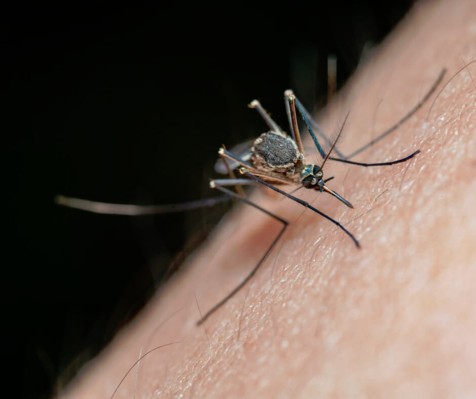 Close-up macro photo of mosquito biting child's skin, highlighting need for safe natural bug spray for kids